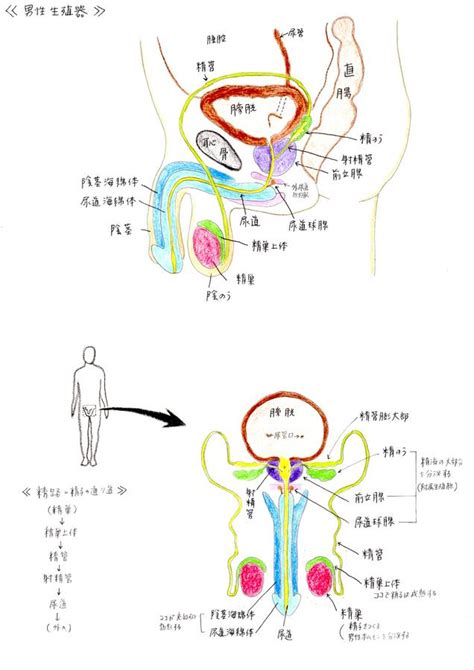 男性生殖器|男性生殖器の構造 